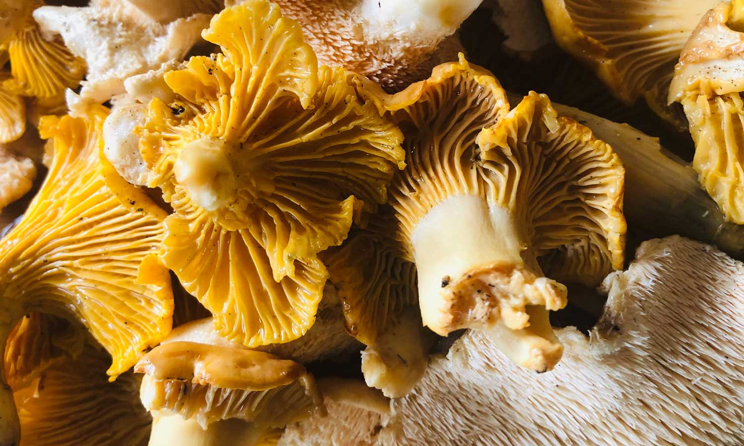 Mushrooms - Hot products for 2022 - The Food Marketing Experts