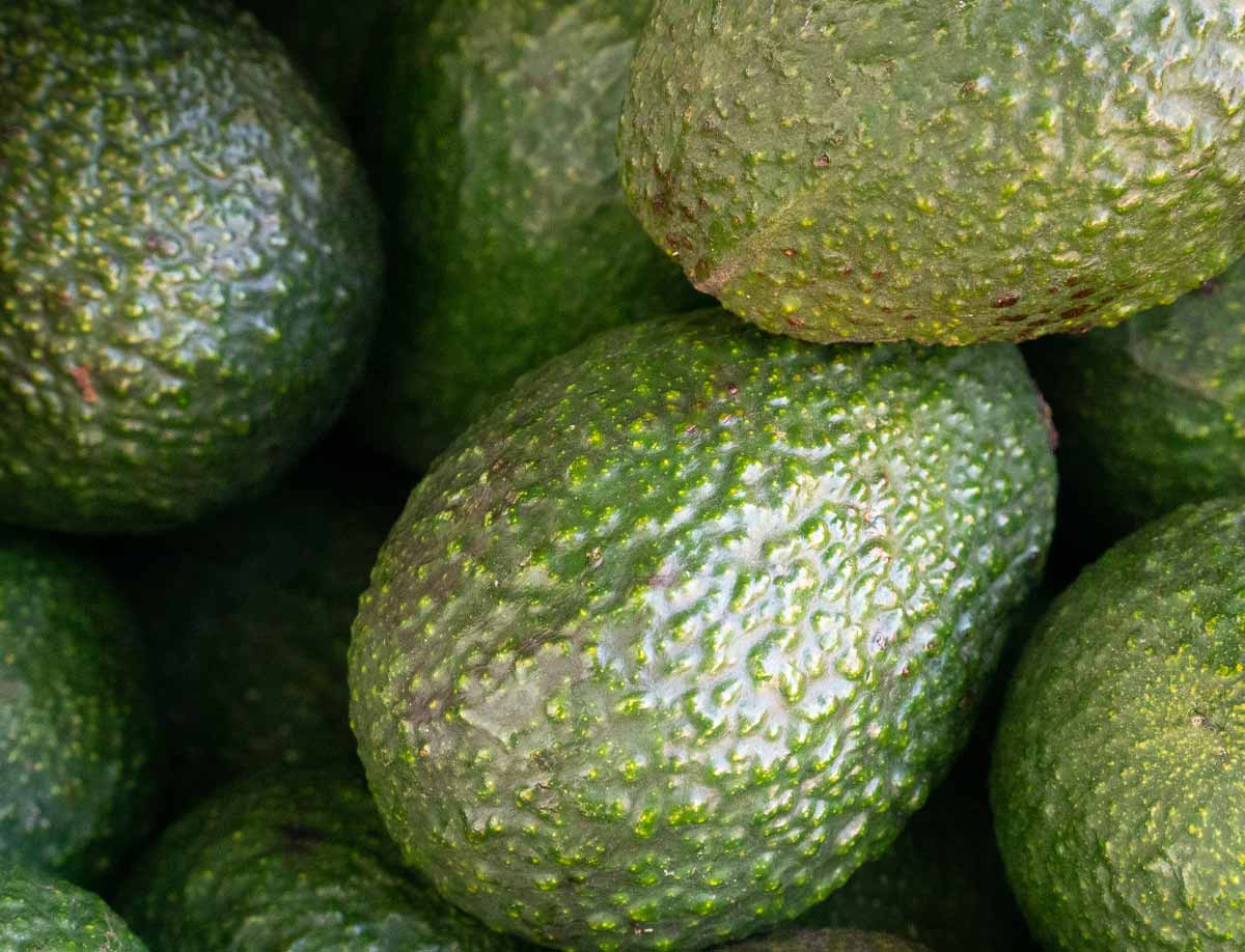 Avocado-Packaging-Adsa-News