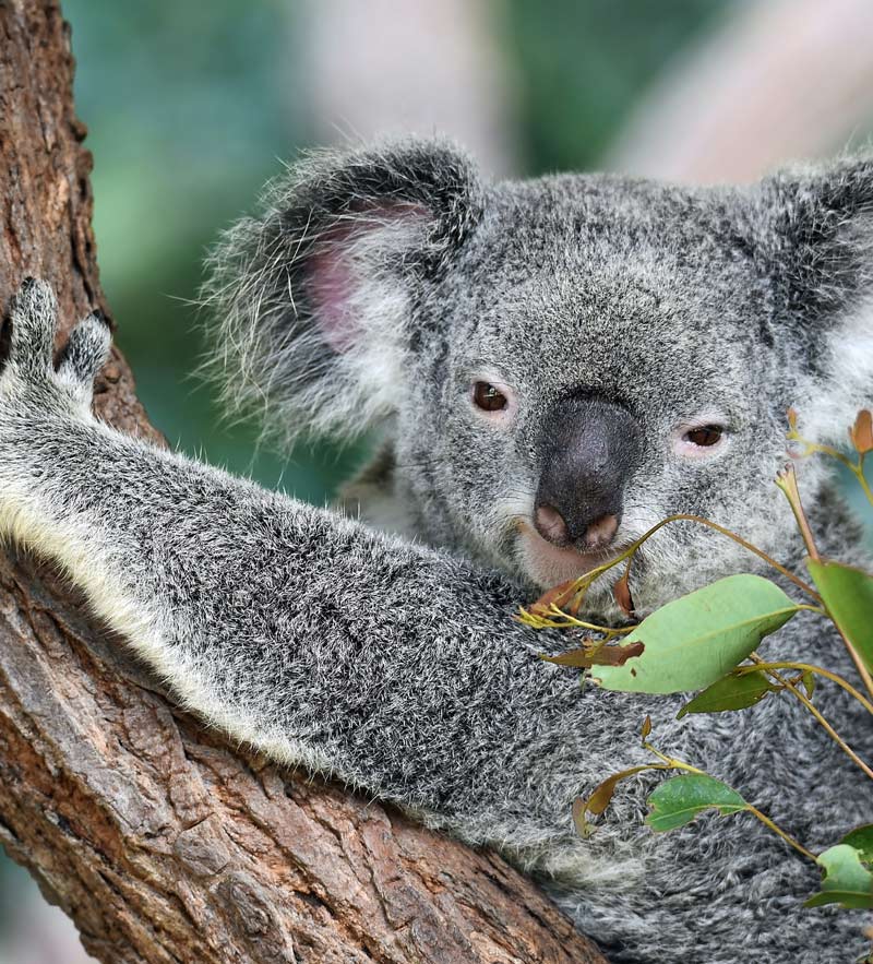 Australia-koala